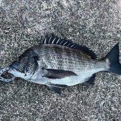 チヌや大アジ釣れました