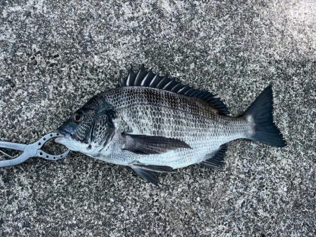 チヌや大アジ釣れました