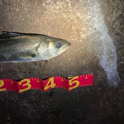 年内最後の釣行成功！