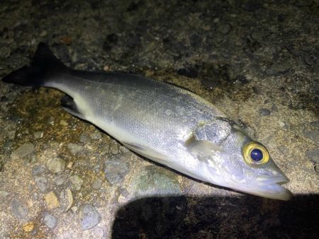 アジ釣れなかった