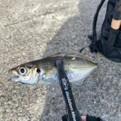 アジングで1日中釣れました