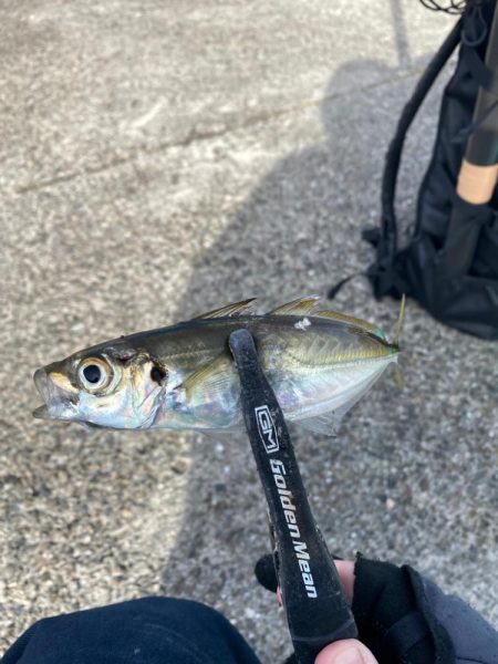 アジングで1日中釣れました