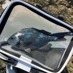 沖磯でグレ釣り