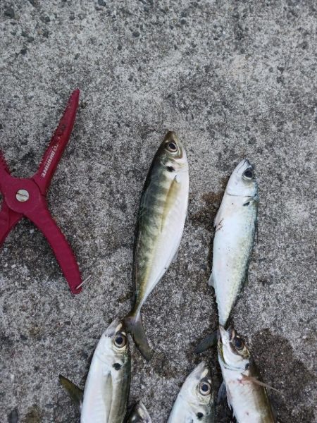 釣り納め　アジング　尺有