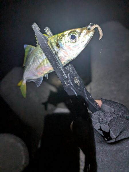 陸っぱり釣行記