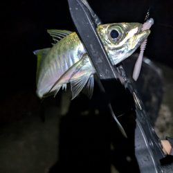 陸っぱり釣行記