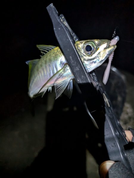 陸っぱり釣行記