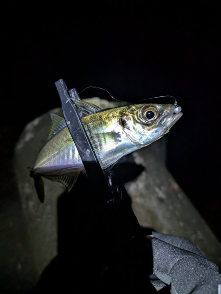 陸っぱり釣行記