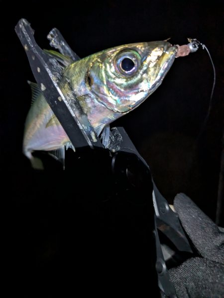 陸っぱり釣行記