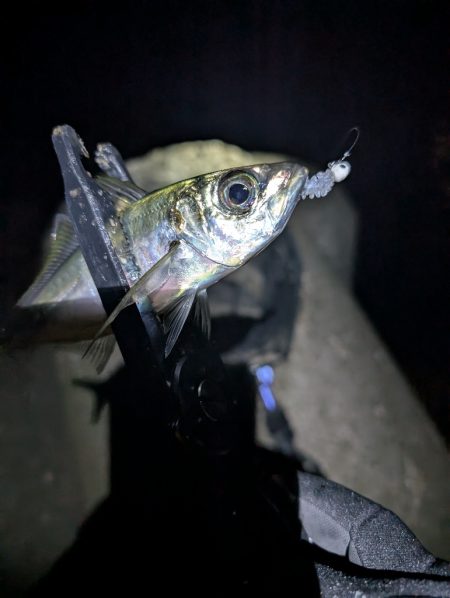 陸っぱり釣行記