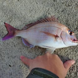 久しぶりのカゴ釣り