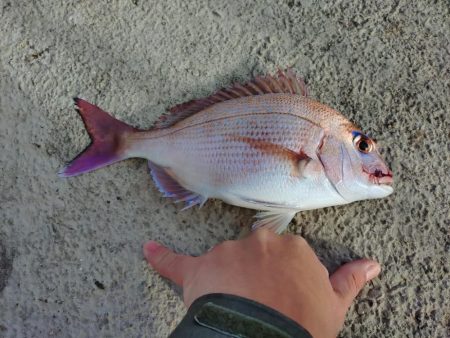 久しぶりのカゴ釣り