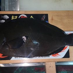 和歌山県串本須江（浜勝渡船）でグレ釣り