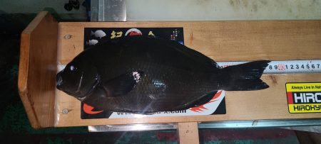 和歌山県串本須江（浜勝渡船）でグレ釣り