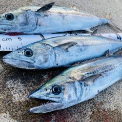 根魚を釣るように