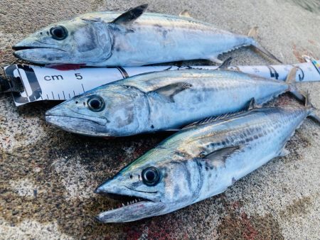 根魚を釣るように