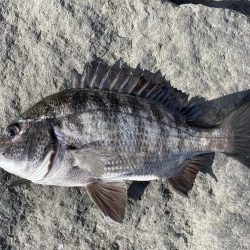 イチノ兄弟、釣果！