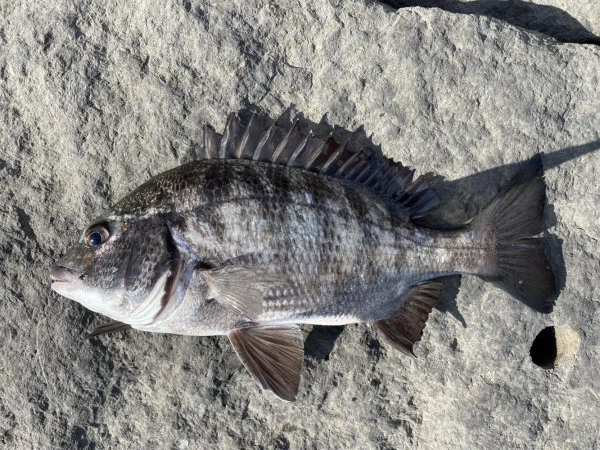 イチノ兄弟、釣果！