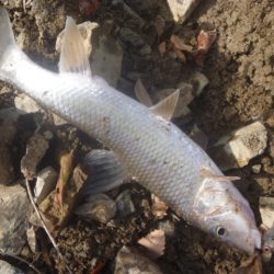 師走のバス釣り