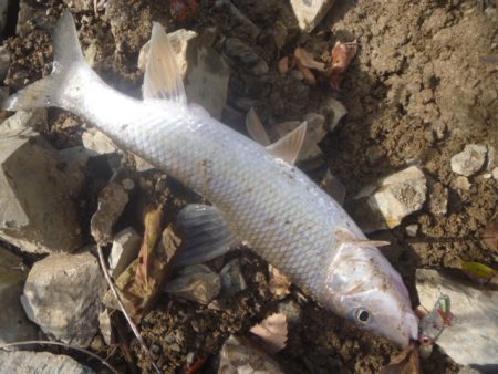 師走のバス釣り