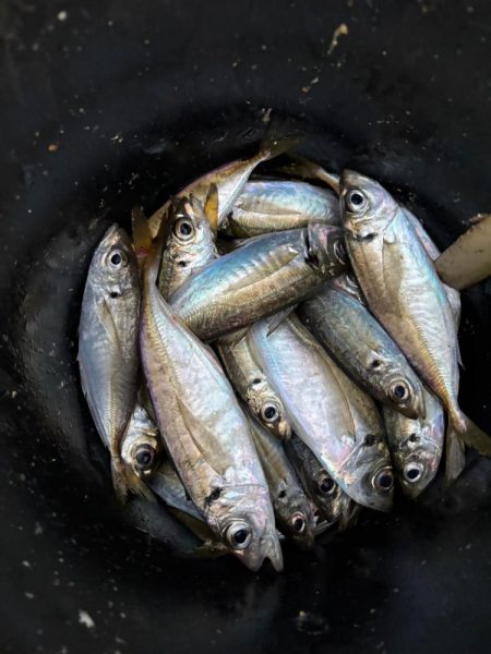 チヌ、中アジ釣れました