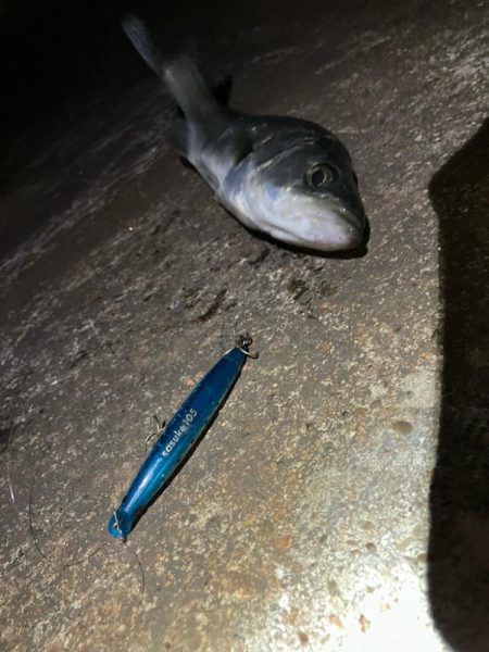 年内最後の釣行成功！