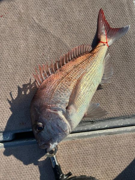 今年の釣り納めはいい感じでしたー