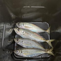 アジ狙いのカゴ釣り