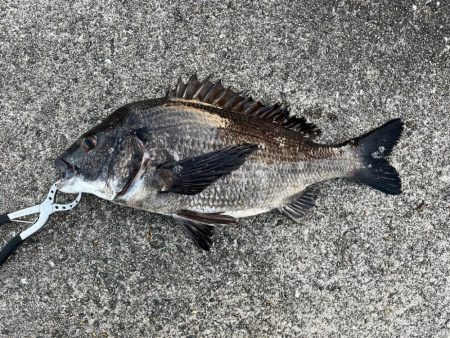 大アジやチヌ釣れました