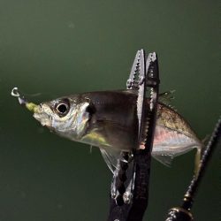 大阪アジングまだまだ釣れます