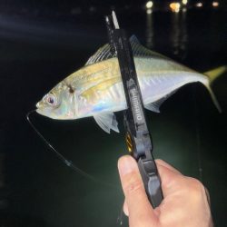 釣り納め