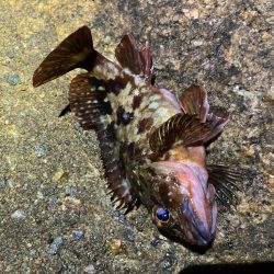 メバル狙いで、新たな魚種が…