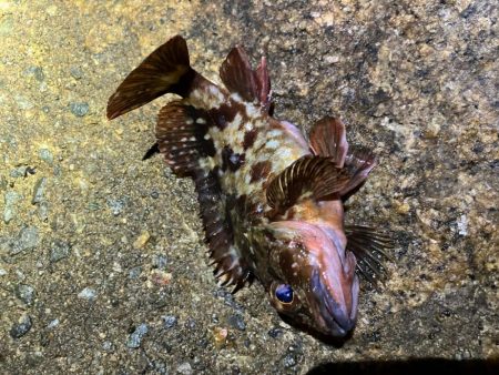 メバル狙いで、新たな魚種が…