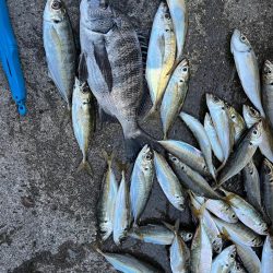 チヌや大アジ釣れました