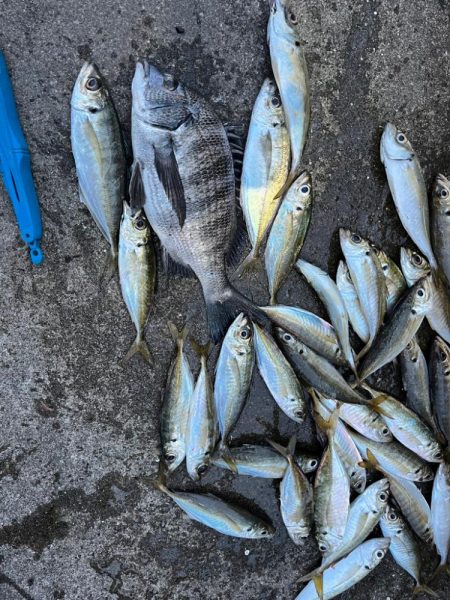 チヌや大アジ釣れました