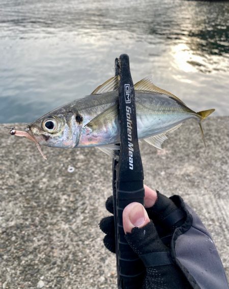 アジングで1日中釣れました