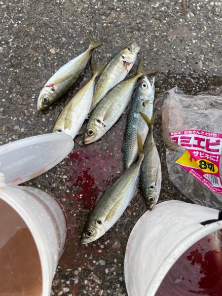 大きめのアジ爆釣