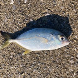 ちょこっと釣行