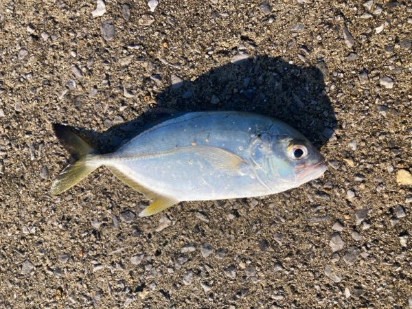 ちょこっと釣行