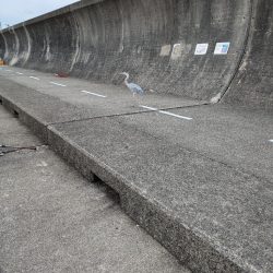 平磯海釣り公園へ