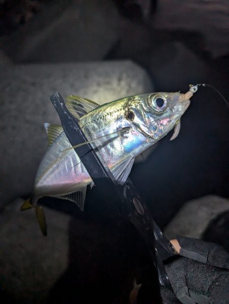 陸っぱり釣行記