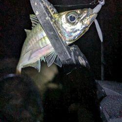 陸っぱり釣行記