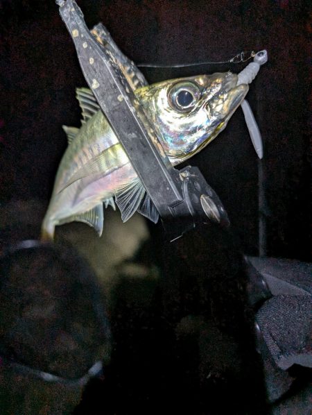 陸っぱり釣行記