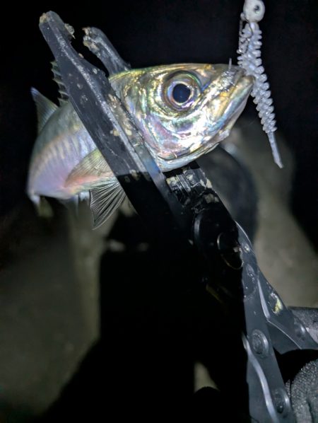 陸っぱり釣行記