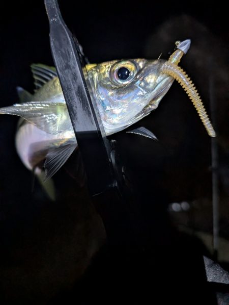 陸っぱり釣行記