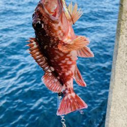 根魚を釣るように