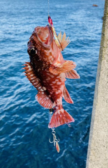 根魚を釣るように