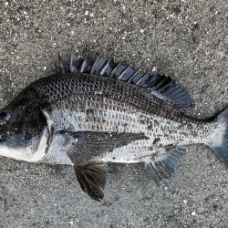 イチノ兄弟、釣果！