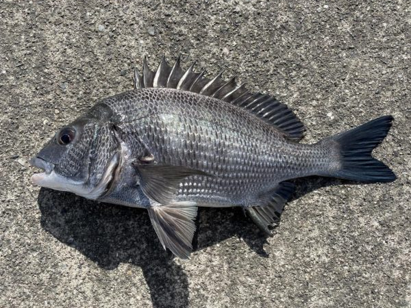 イチノ兄弟、釣果！