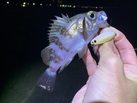 砂利浜アジメバル